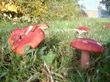 Russula sanguinaria image