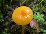 Chromosera cyanophylla image