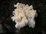 Hericium abietis image