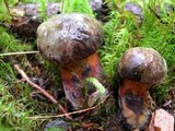 Boletus luridiformis image