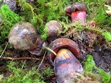 Boletus luridiformis image