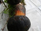 Boletus luridiformis image