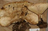 Leucopaxillus giganteus image