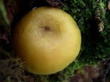 Tricholomopsis decora image