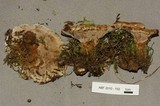 Onnia tomentosa image