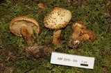 Pholiota squarrosa image