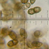 Calicium trabinellum image