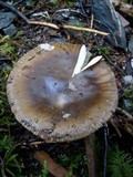 Amanita pachycolea image