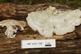 Trichaptum subchartaceum image