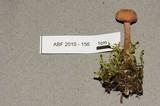 Laccaria bicolor image