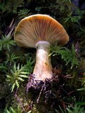 Lactarius deterrimus image