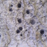 Lecania dubitans image
