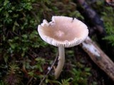 Amanita sect. Vaginatae image