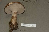 Sarcodon imbricatus image