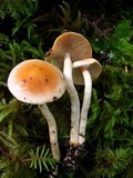 Pholiota astragalina image