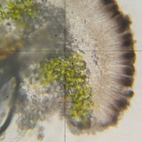 Lecania dubitans image