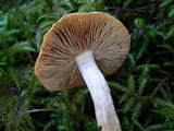 Pholiota astragalina image