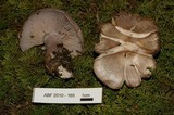 Lepista glaucocana image