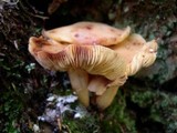 Rhodocollybia maculata image