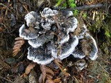 Hydnellum regium image