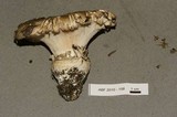 Catathelasma ventricosum image