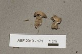 Helvella leucomelaena image
