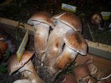 Armillaria solidipes image