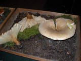 Leucopaxillus giganteus image