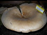 Leucopaxillus giganteus image