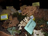 Ramaria rubrievanescens image