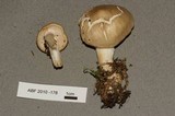 Tricholoma inamoenum image