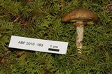 Suillus umbonatus image