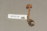 Laccaria bicolor image