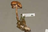 Laccaria longipes image
