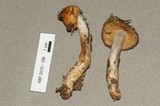 Cortinarius seidliae image