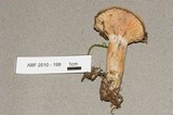 Lactarius deterrimus image