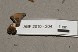 Helvella leucomelaena image