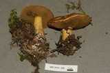 Suillus tomentosus image