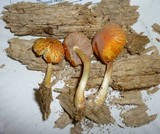 Pluteus aurantiorugosus image