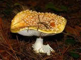 Amanita amerimuscaria image
