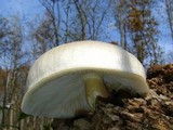 Hypsizygus ulmarius image
