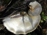Hypsizygus ulmarius image