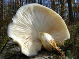 Hypsizygus ulmarius image