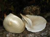 Hypsizygus ulmarius image