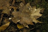 Marasmius epiphyllus image