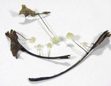 Marasmius epiphyllus image