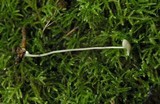 Mycena filopes image