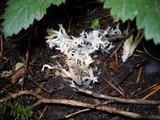 Clavulina coralloides image