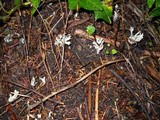 Clavulina coralloides image
