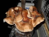 Lentinula edodes image